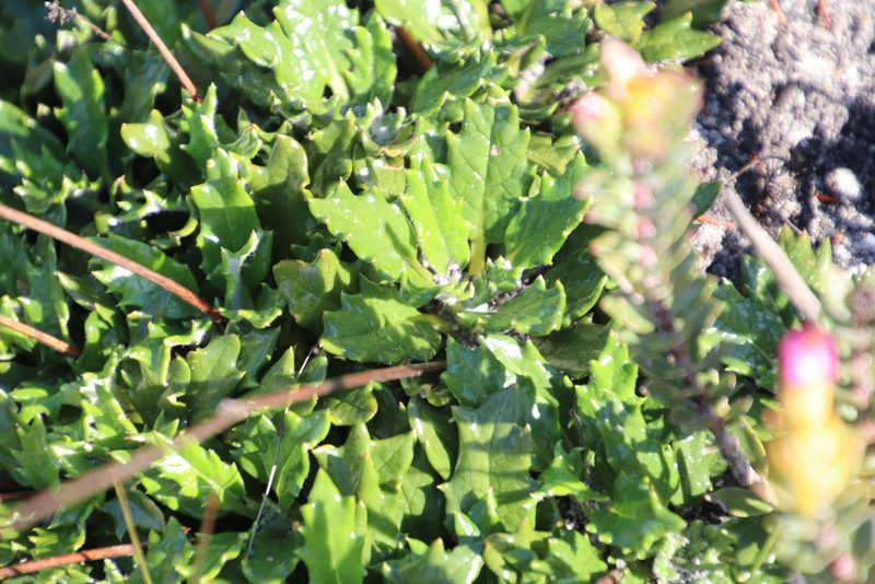 Hermas quinquedentata, photographed by Tony Rebelo