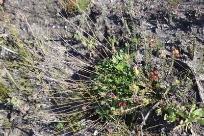 Hermas quinquedentata, photographed by Tony Rebelo