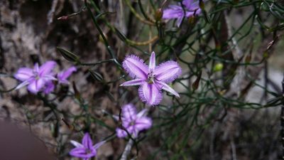 Thysanotus manglesianus, photographed by Helium Luo