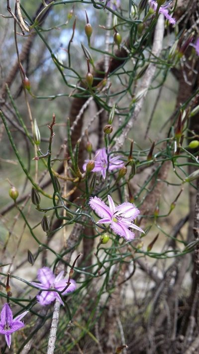 Thysanotus manglesianus, photographed by Helium Luo