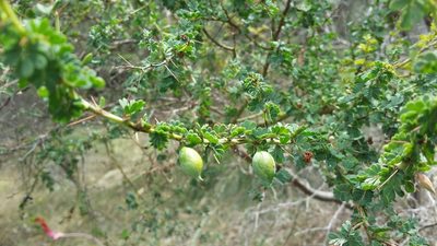Acacia pulchella, photographed by Helium Luo