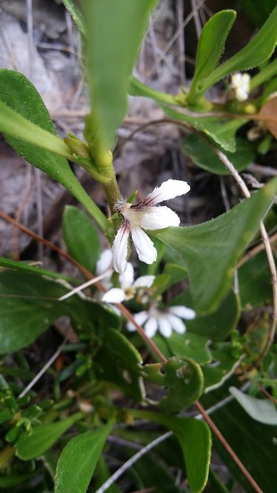 Scaevola repens, photographed by Helium Luo