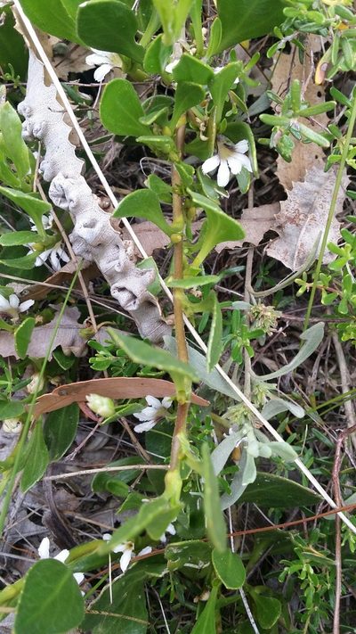 Scaevola repens, photographed by Helium Luo