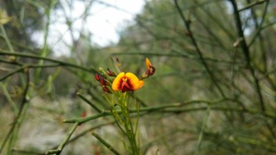 Daviesia divaricata, photographed by Helium Luo