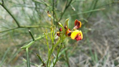Daviesia divaricata, photographed by Helium Luo