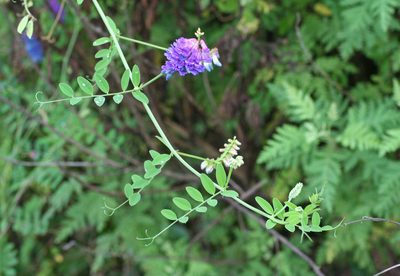 Vicia amurensis, photographed by Oleg Kosterin