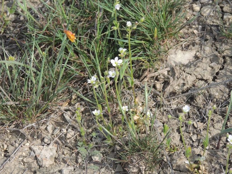 Holosteum glutinosum, photographed by Konstantin Grebennikov