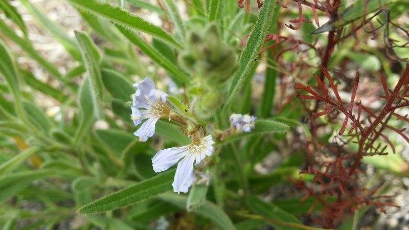 Scaevola anchusifolia, photographed by Helium Luo