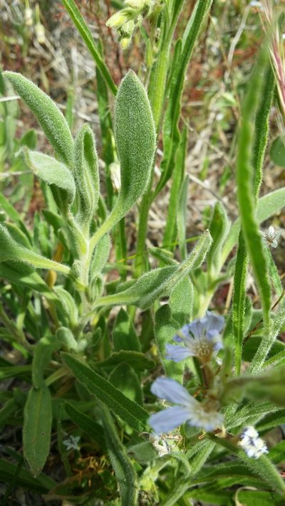 Scaevola anchusifolia, photographed by Helium Luo