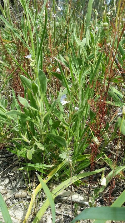 Scaevola anchusifolia, photographed by Helium Luo