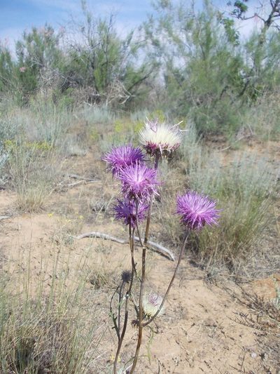 Jurinea ewersmannii, photographed by Konstantin Grebennikov