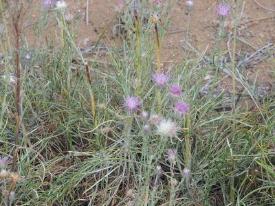 Jurinea polyclonos, photographed by Konstantin Grebennikov