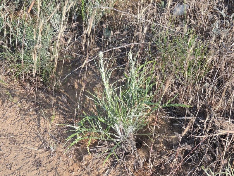 Jurinea polyclonos, photographed by Konstantin Grebennikov