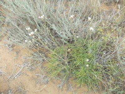 Jurinea polyclonos, photographed by Konstantin Grebennikov