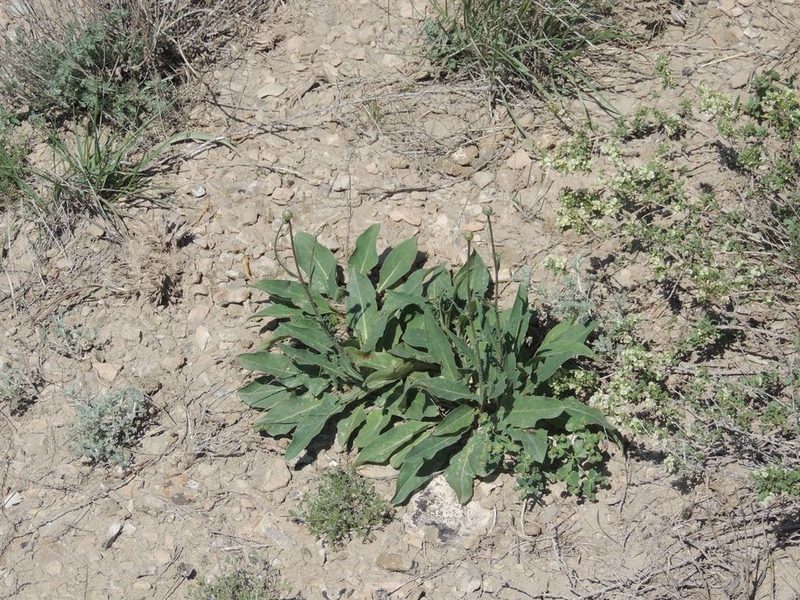 Klasea cardunculus, photographed by Konstantin Grebennikov