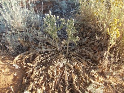 Klasea erucifolia, photographed by Konstantin Grebennikov