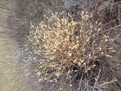 Klasea erucifolia, photographed by Konstantin Grebennikov