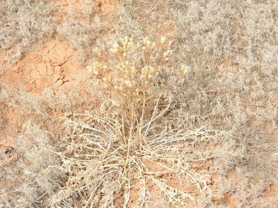 Klasea erucifolia, photographed by Konstantin Grebennikov