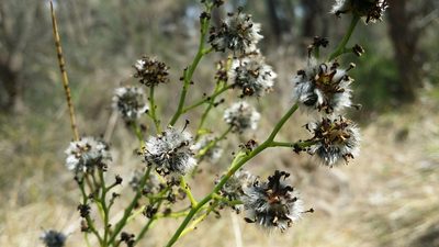 Stirlingia latifolia, photographed by Helium Luo