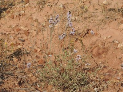 Limonium suffruticosum, photographed by Konstantin Grebennikov