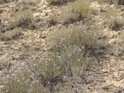 Limonium suffruticosum, photographed by Konstantin Grebennikov