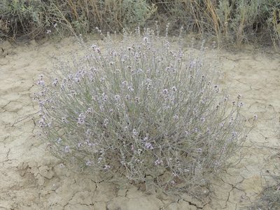 Limonium suffruticosum, photographed by Konstantin Grebennikov