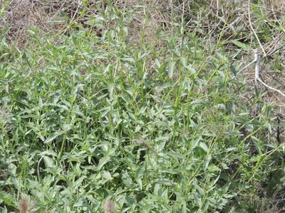 Nepeta ucranica, photographed by Konstantin Grebennikov