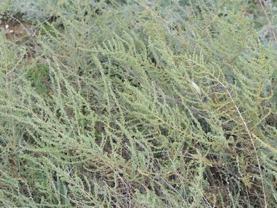 Salsola laricina, photographed by Konstantin Grebennikov