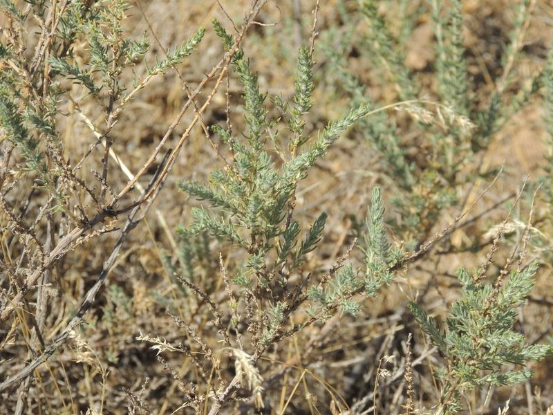 Salsola laricina, photographed by Konstantin Grebennikov