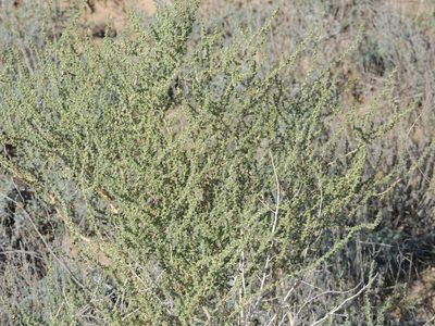 Salsola laricina, photographed by Konstantin Grebennikov