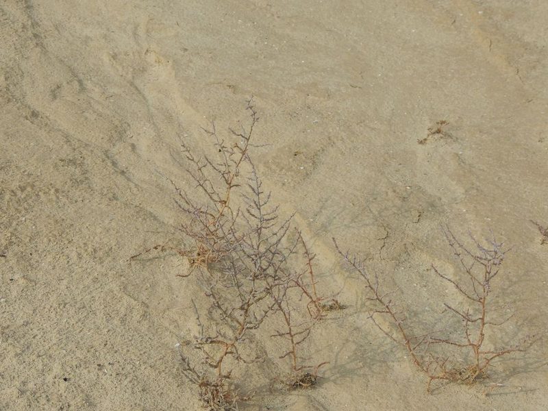 Ofaiston monandrum, photographed by Konstantin Grebennikov