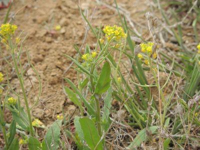 Olimarabidopsis pumila, photographed by Konstantin Grebennikov