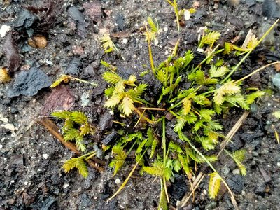 Isolepis levynsiana, photographed by John Barkla