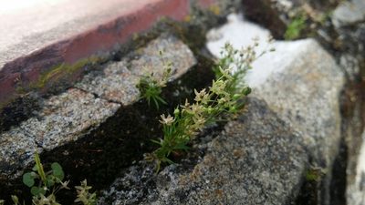 Sagina apetala, photographed by Helium Luo