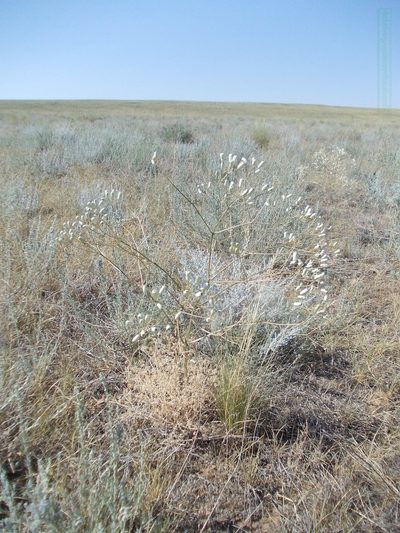 Prangos odontalgica, photographed by Konstantin Grebennikov
