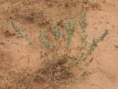 Pyankovia brachiata, photographed by Konstantin Grebennikov