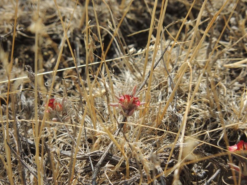 Pyankovia brachiata, photographed by Konstantin Grebennikov
