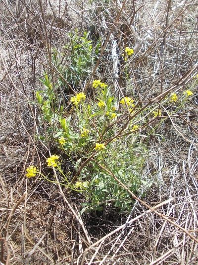 Rorippa brachycarpa, photographed by Konstantin Grebennikov