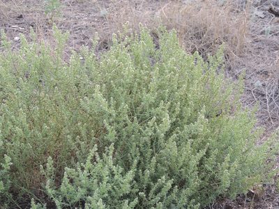 Salsola paulsenii, photographed by Konstantin Grebennikov