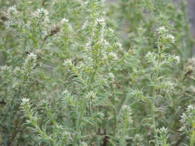 Salsola paulsenii, photographed by Konstantin Grebennikov