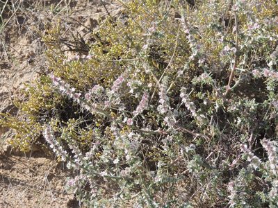Salsola paulsenii, photographed by Konstantin Grebennikov