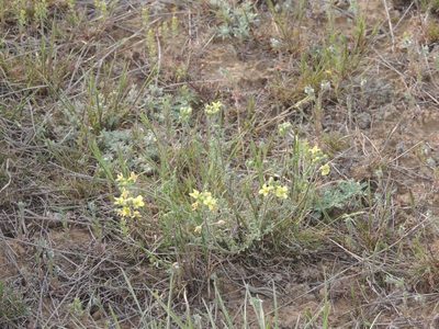 Sterigmostemum caspicum, photographed by Konstantin Grebennikov