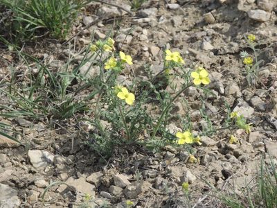 Sterigmostemum caspicum, photographed by Konstantin Grebennikov