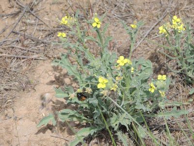 Sterigmostemum caspicum, photographed by Konstantin Grebennikov