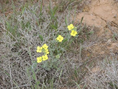 Sterigmostemum caspicum, photographed by Konstantin Grebennikov