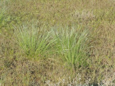 Stipa lessingiana, photographed by Konstantin Grebennikov