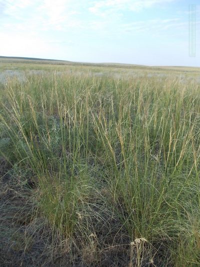 Stipa sareptana, photographed by Konstantin Grebennikov