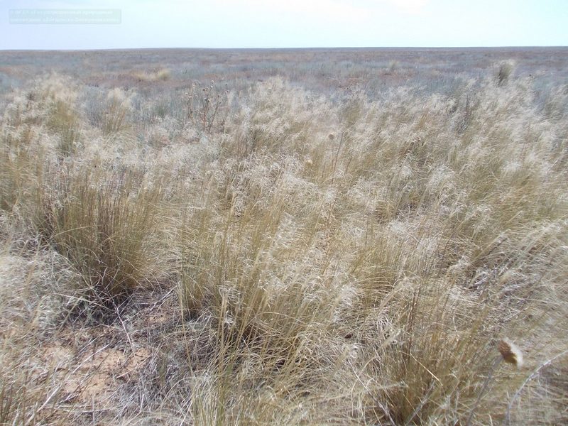 Stipa sareptana, photographed by Konstantin Grebennikov