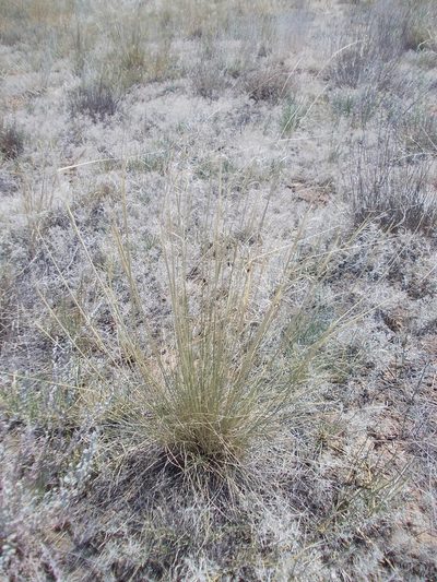 Stipa sareptana, photographed by Konstantin Grebennikov