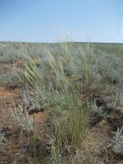 Stipa sareptana, photographed by Konstantin Grebennikov